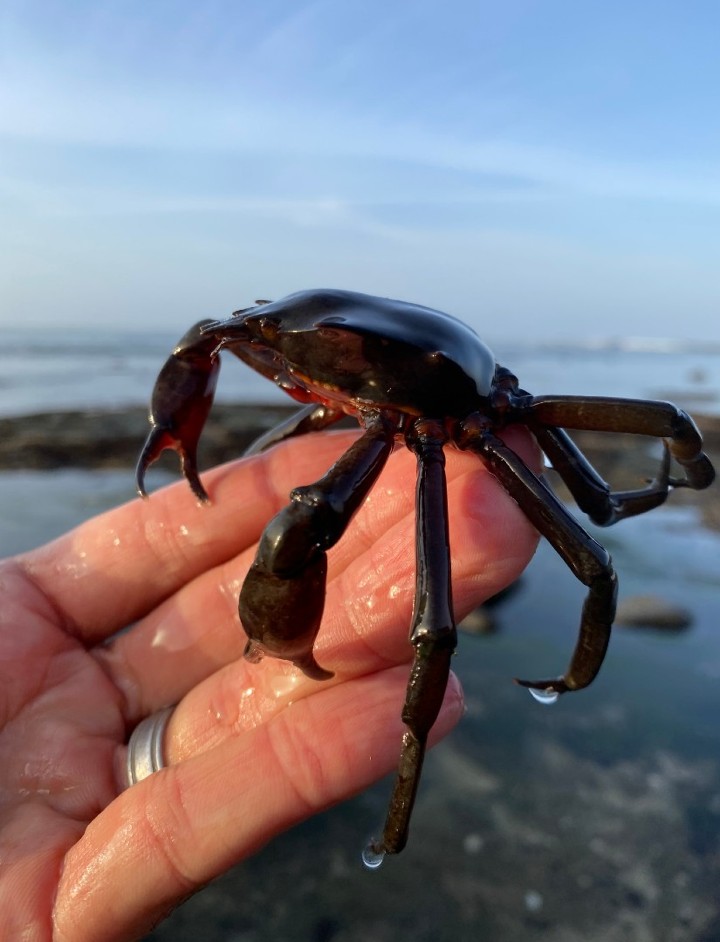 Kelp Crab